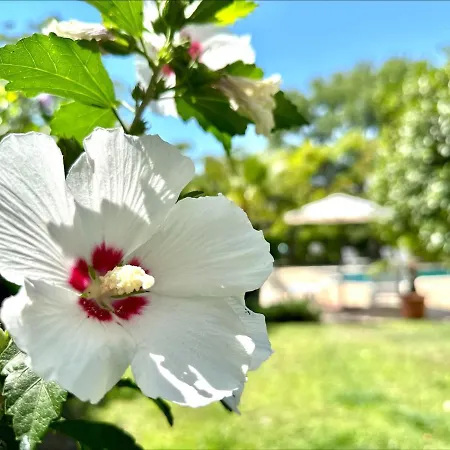 Aria - Menada Lägenhet Slăntjev Brjag
